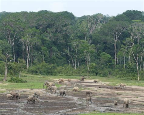 Protecting Elephant Habitat | ECF