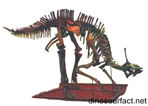 Tsintaosaurus dinosaur