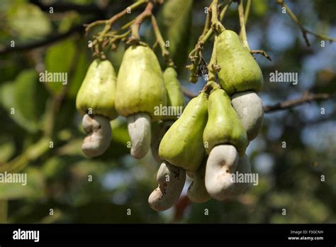 Cashew Nut Cashew Apple Cashew Fruit Cashew Plant Cashew Tree Maharashtra India