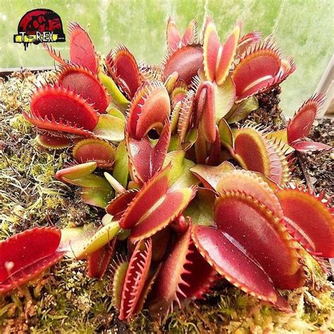 Muda de Planta Carnívora Dionaea Muscipula Red Shark Adquira Já