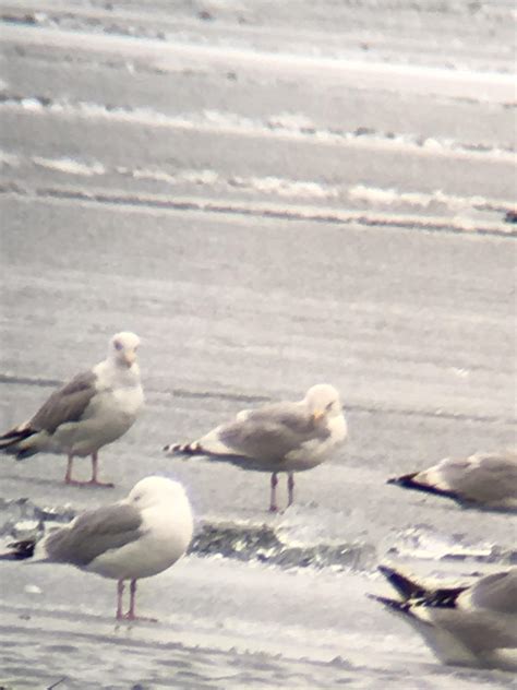 Possible Thayer’s gull? Seen in Toronto Canada : r/whatsthisbird