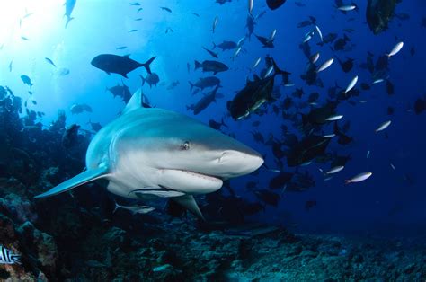 Top 3 Sharks That Attack Humans