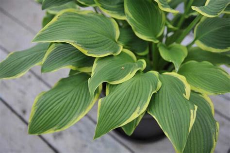 How To Grow Hostas Indoors Garden Lovers Club