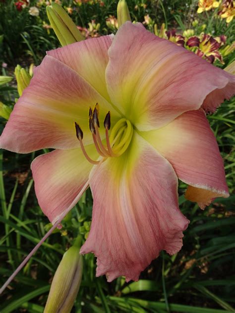 Oak Hill Daylilies Sugar Magnolia