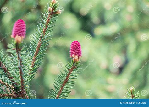 Red Pine Tree Flowers On Branch Stock Photo Image Of Close