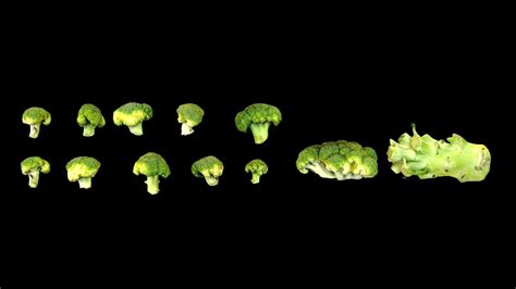 Broccoli 3d Asset Cgtrader