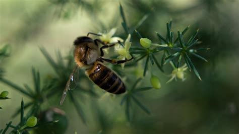 Close-Up Photo of a Honey Bee · Free Stock Photo