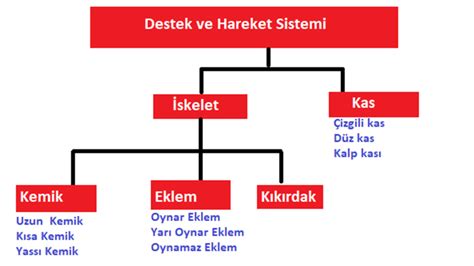 Sinif N Te Destek Ve Hareket S Stem Fenus B L M