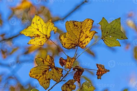 Colorful Tulip Tree Leaves in the Fall 7042220 Stock Photo at Vecteezy