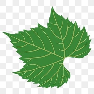 Cartoon Leaf Png Vector Psd And Clipart With Transparent Background