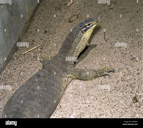 Goulds Monitor Lizard Hi Res Stock Photography And Images Alamy