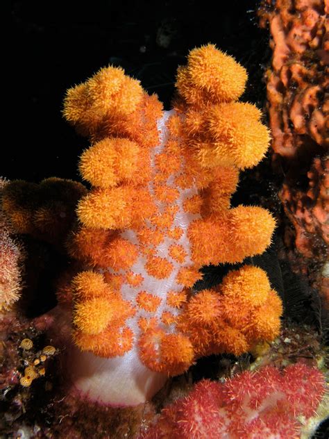 Peach Colored Soft Coral Dendronephthya Sp In Komodo National Park