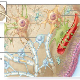 3. A diagram of the oligodendrocytes responsible for myelination ...