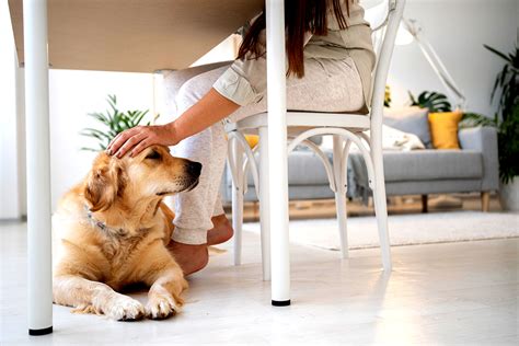 Corsi Pet Therapy Puglia Iaa Atena Formazione E Sviluppo