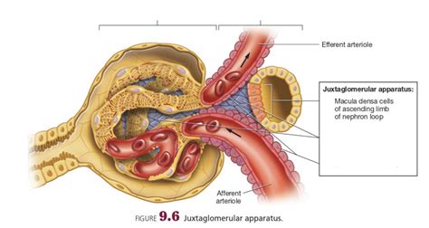 Unit 8 Juxtaglomerular Apparatus Diagram Quizlet