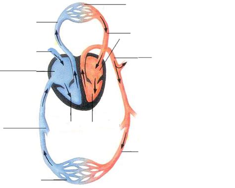 Cirkulationssystemet Anatomisk Bild Diagram Quizlet