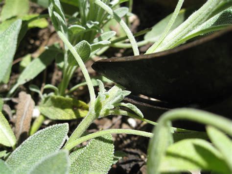 Harvesting Sage - Gardenerd