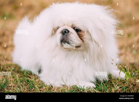 young white pekingese pekinese outdoor close  portrait  young