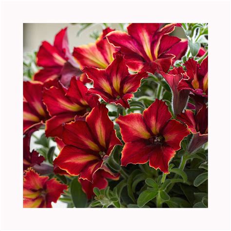 Petunia Crazytunia Mandeville – BuyPlants.co.uk