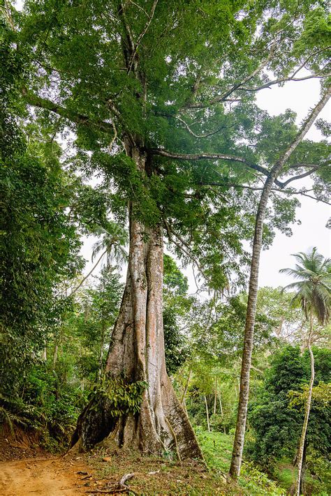 Kapok Tree Ceiba Pentandra With Large License Image 71413563