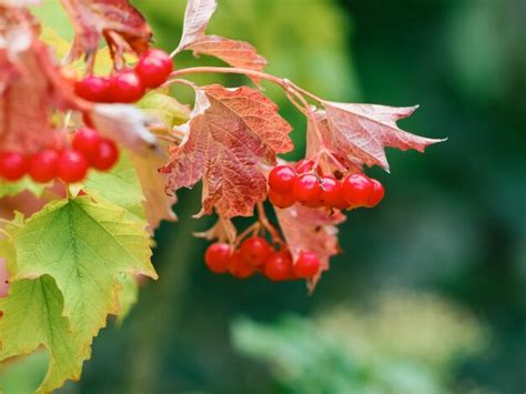 Premium Photo Ripe Viburnum Berries On A Branch