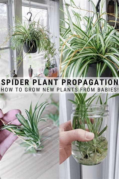 Spider Plant Care Guide How To Grow Chlorophytum Comosum Artofit