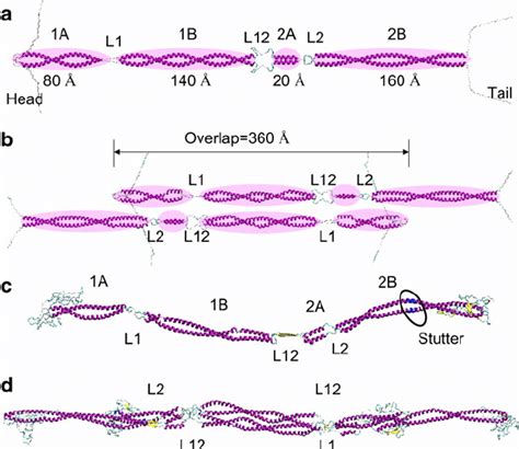 Schematics Of The Molecular Structure Of The Vimentin Dimer Panel A