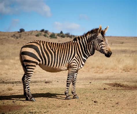 Grevys Zebra Facts Habitat Diet Life Cycle And Pictures