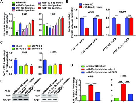 Mir 26a 5p Binds To 3′utr Of Faf1 And Downregulates Faf1 Expression