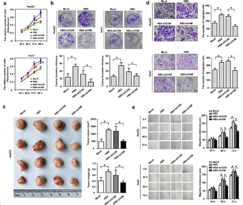 Hbx Promotes The Growth And Migration Of Hepatoma Cells Through