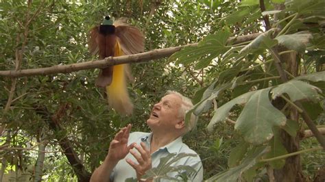 A Beautiful But Insolent Bird of Paradise Refuses to Let Sir David Attenborough Get a Word in ...