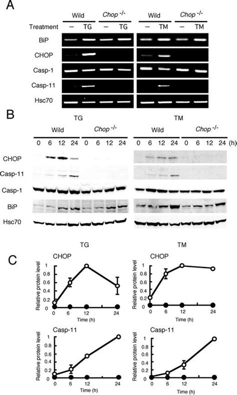 C Ebp Homologous Protein Chop Is Crucial For The Induction Of Caspase