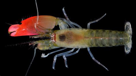 Lumière sur lincroyable capacité des crevettes pistolets