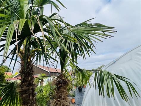 Trachycarpus Fortunei Chinese Waaierpalm Ca Cm Tropic Trees