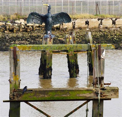 Nesting Cormorant | Art UK