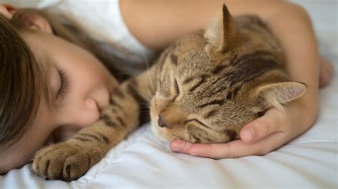 Le Chat Serait B N Fique Pour Les Enfants Souffrant Dun Trouble Du