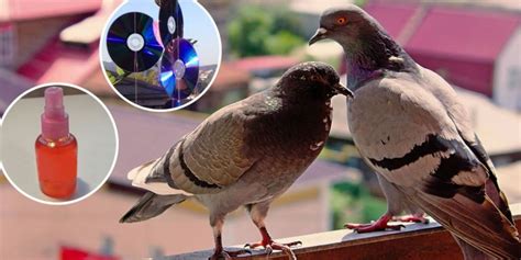 Astuce Efficace Et Naturelle Pour Faire Fuir Les Pigeons Dun Balcon