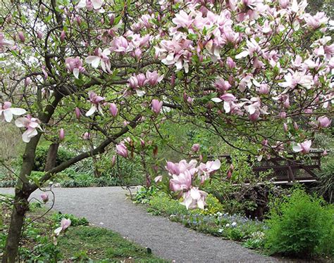 Types Of Magnolia Tree With Pictures Facts About Flowering Magnolia Trees