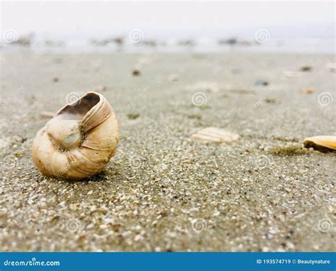 Myrtle Beach Seashell Collections Stock Image Image Of Seashells