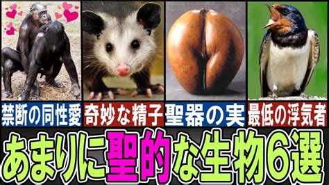 【閲覧注意】とっても聖的な生き物6選（part 2）【ゆっくり解説】【動物おもしろ雑学】 Youtube