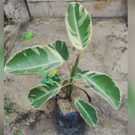 Jual Tanaman Hias Karet Kebo Ficus Elastica Varigata Karet Kebo