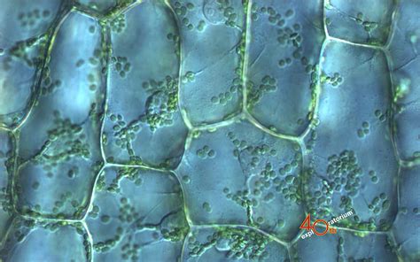 Organelles join mitochondria in signalling pathways creation