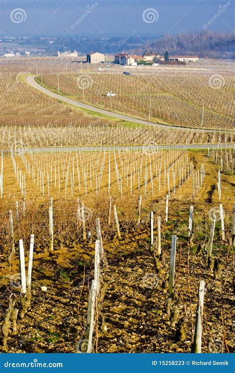 Vineyards in France stock image. Image of agriculture - 15258223