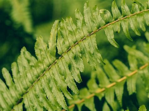 Premium Photo Closeup Green Fern Leaves Texture In Nature