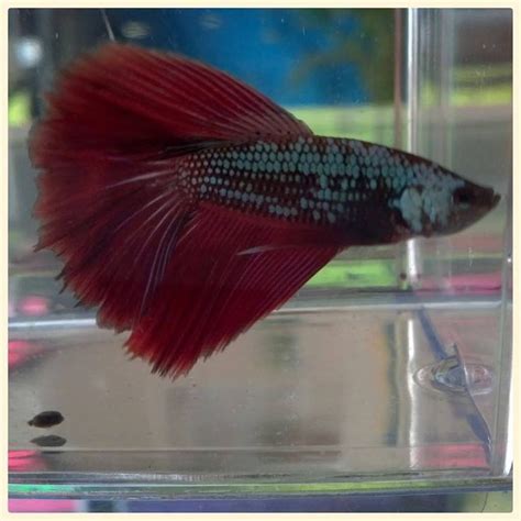 Betta Dragon Super Delta DSD De Venta En Aquatic Shop Acuario Betta