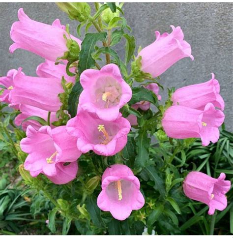 Campanula | Wholesale flowers, Campanula flowers, Flowers