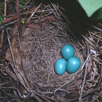 The Catbird Nest – Coastal Rivers Conservation Trust