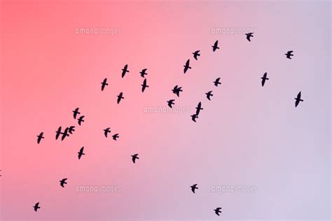 朝焼けの空を飛ぶ鳥の群れのシルエット 10261027733 の写真素材イラスト素材アマナイメージズ