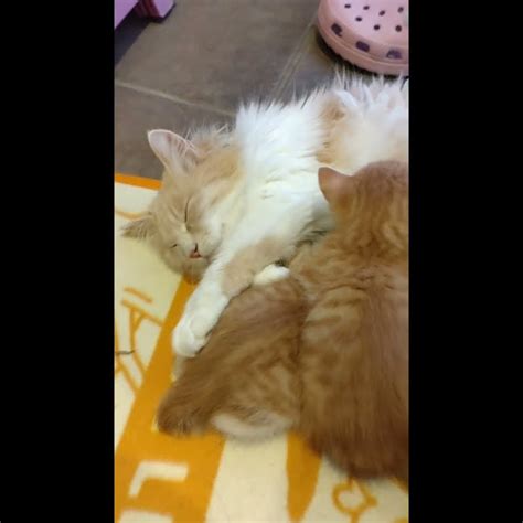 子猫たちのふみふみ。これが本来のふみふみだね。 Youtube