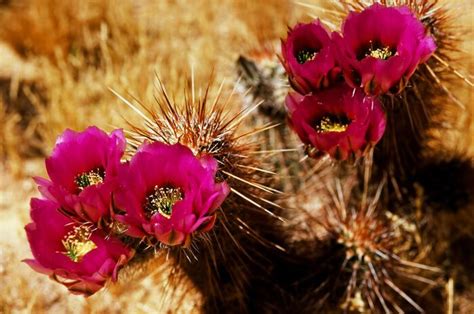 What Does The Cactus Flower Mean The Elusive And Surprising Cactus